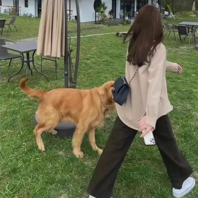 飞侠小白龙